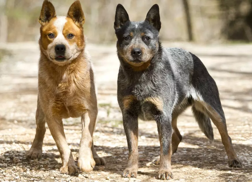 herding dog training