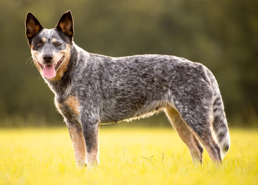 Is an Australian Cattle Dog a good house dog?