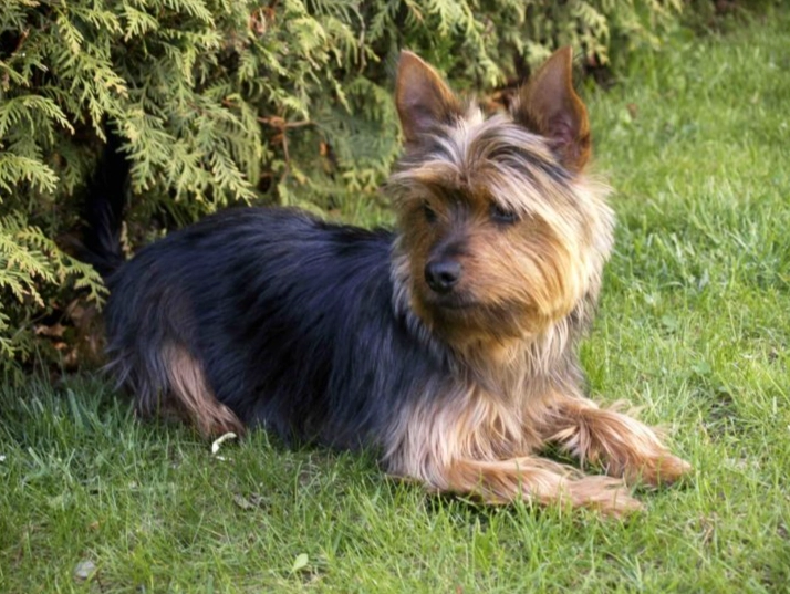 difference between Australian Terrier and Yorkshire Terrier difference between Australian Terrier and Yorkshire Terrier