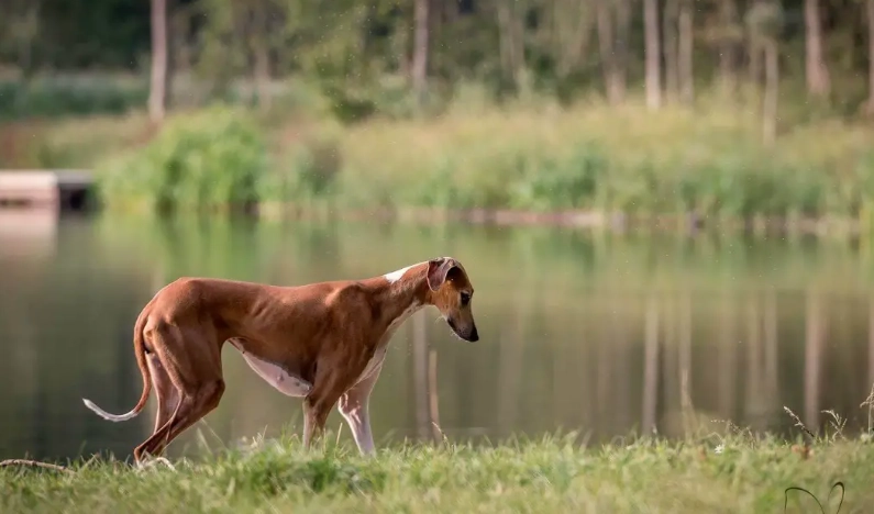 how fast is an Azawakh how fast is an Azawakh