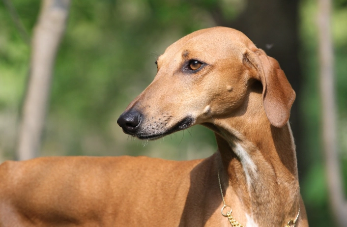 Azawakh behavior problems