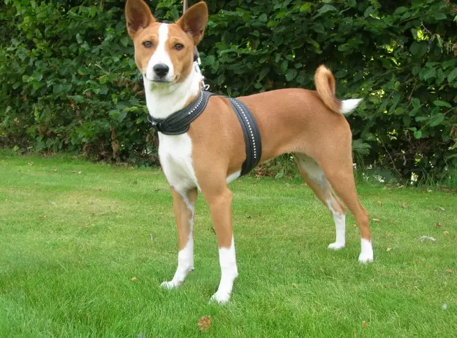 Basenji dog behavior