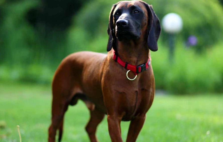 Bavarian Mountain Scenthound