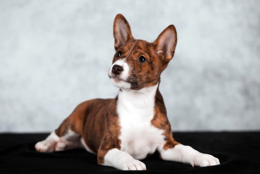 Basenji breed information
