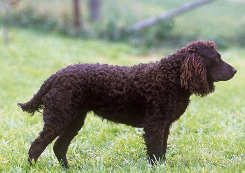 are American Water Spaniels good family dogs