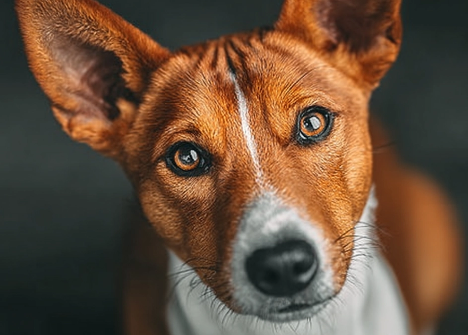 Basenji temperament with kids Basenji temperament with kids