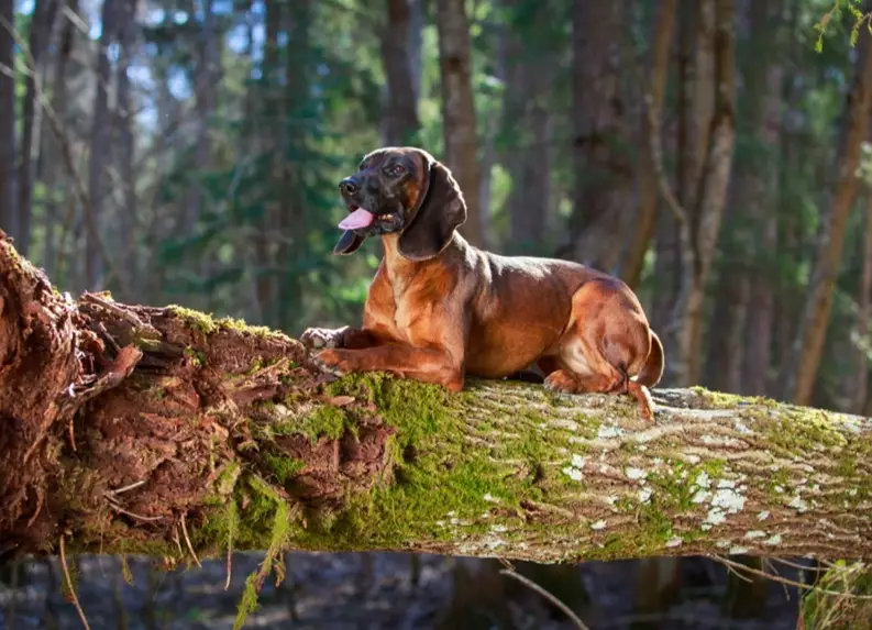 Bavarian Mountain Hound health issues