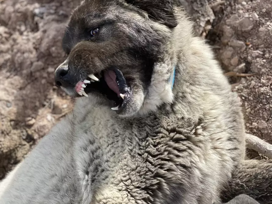 Anatolian Shepherd dog bite