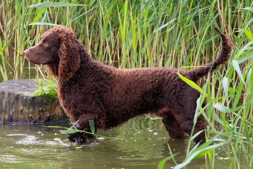 American Water Spaniel exercise needs