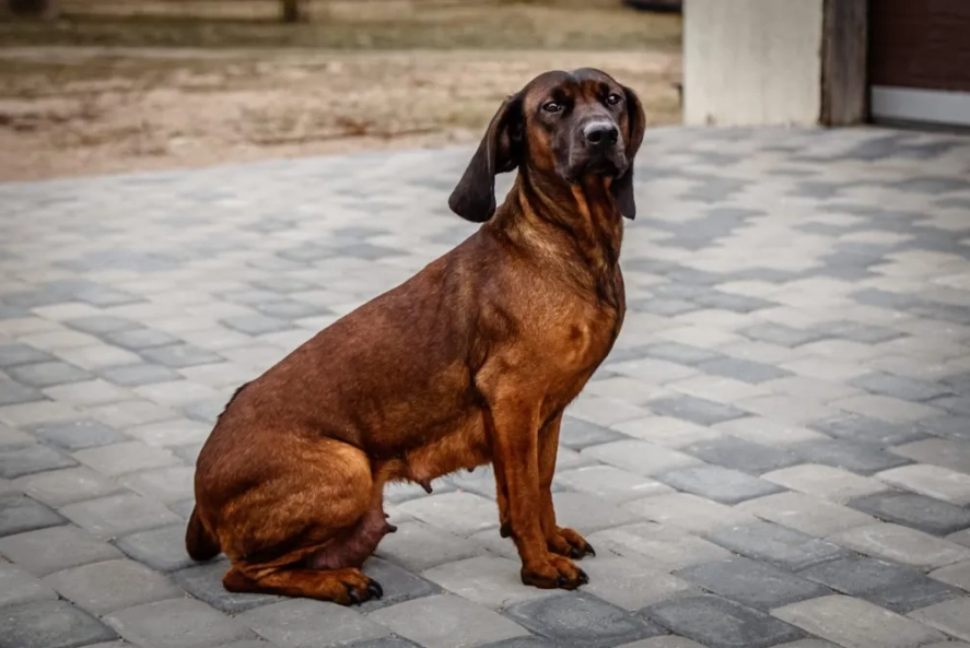 Bavarian Mountain Hound care