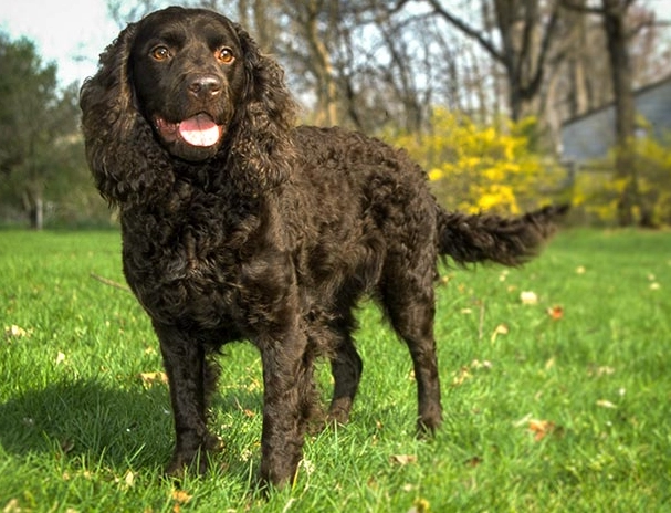American Water Spaniel temperament