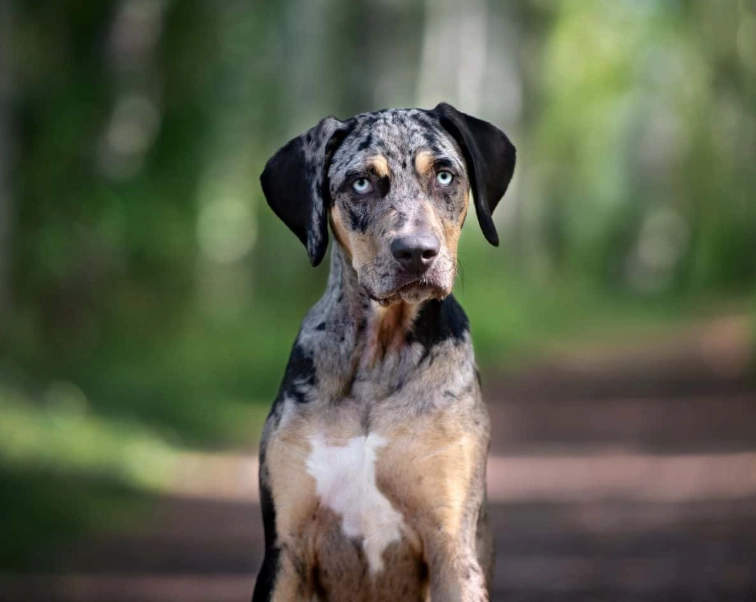 Catahoula Leopard Dog
