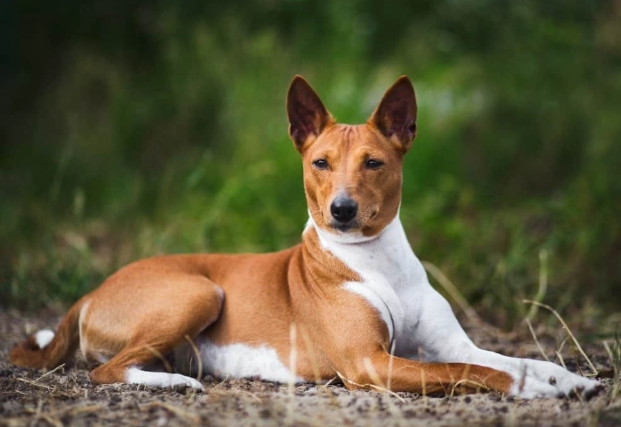basenji problems