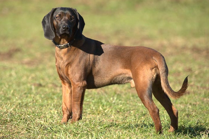 Bavarian Mountain Hound behavior