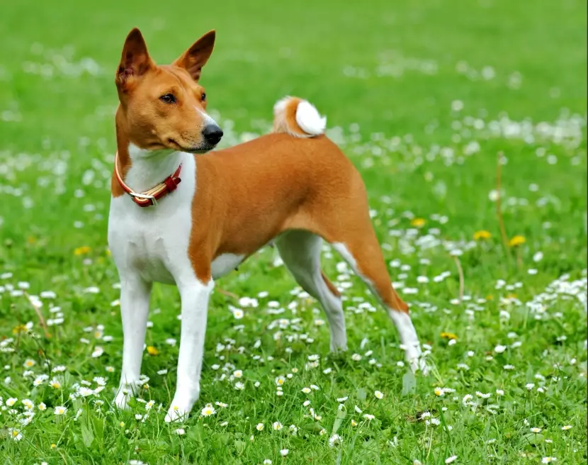 Basenji house dog