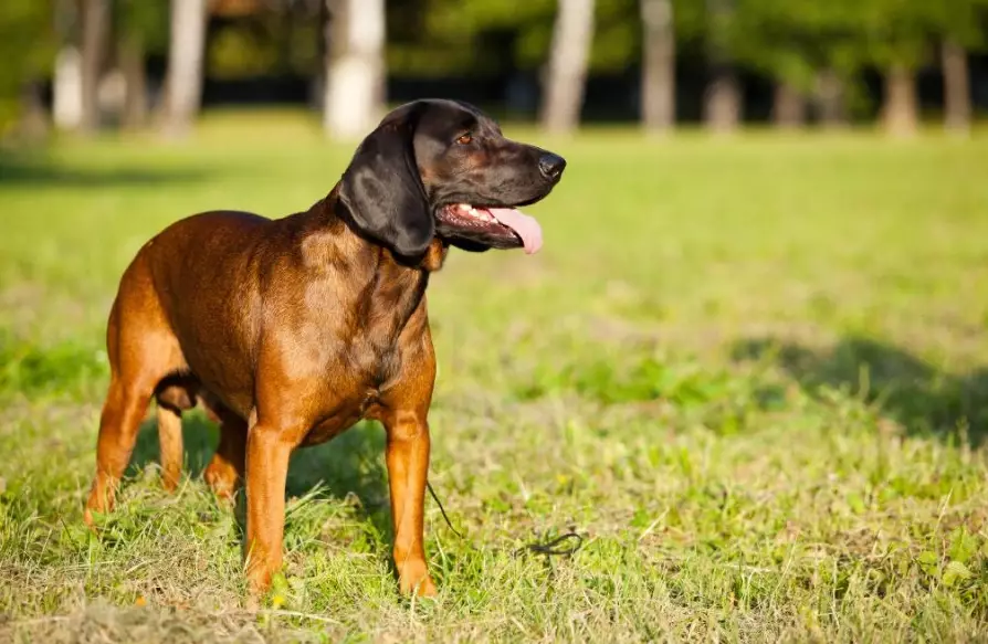 Bavarian Mountain Hound health problems
