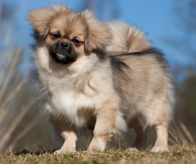 Tibetan Spaniel care Tibetan Spaniel care