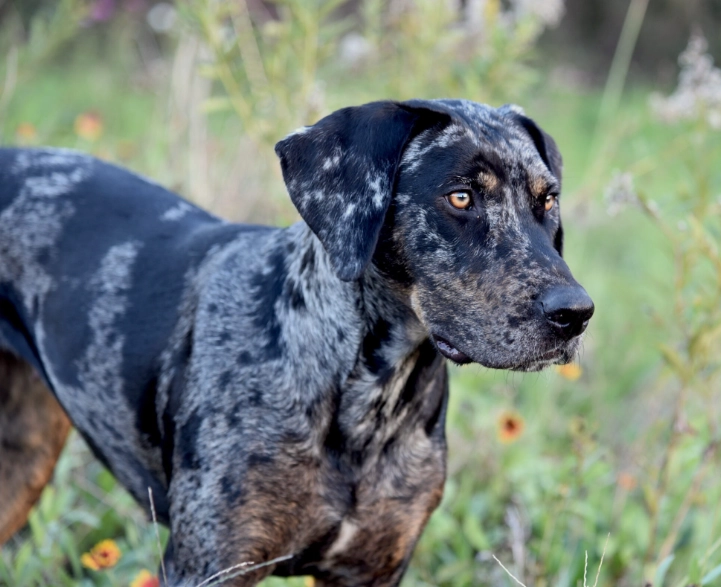 Catahoula