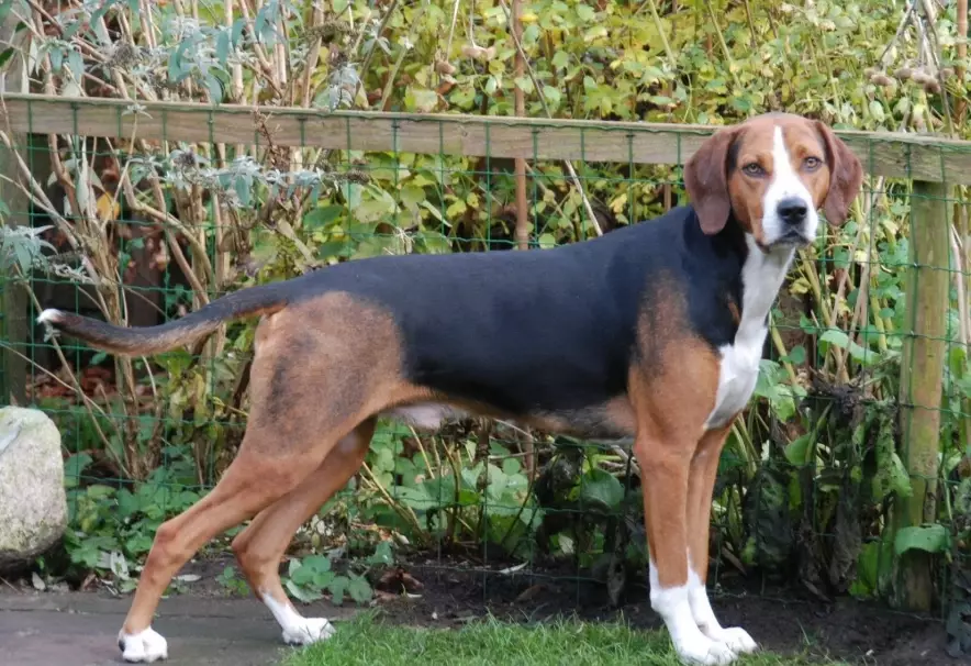 Bavarian Mountain Hound care