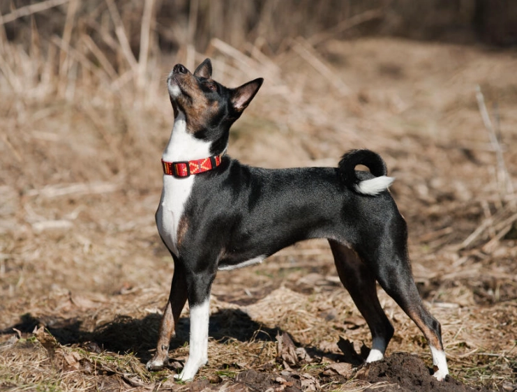 Basenji black