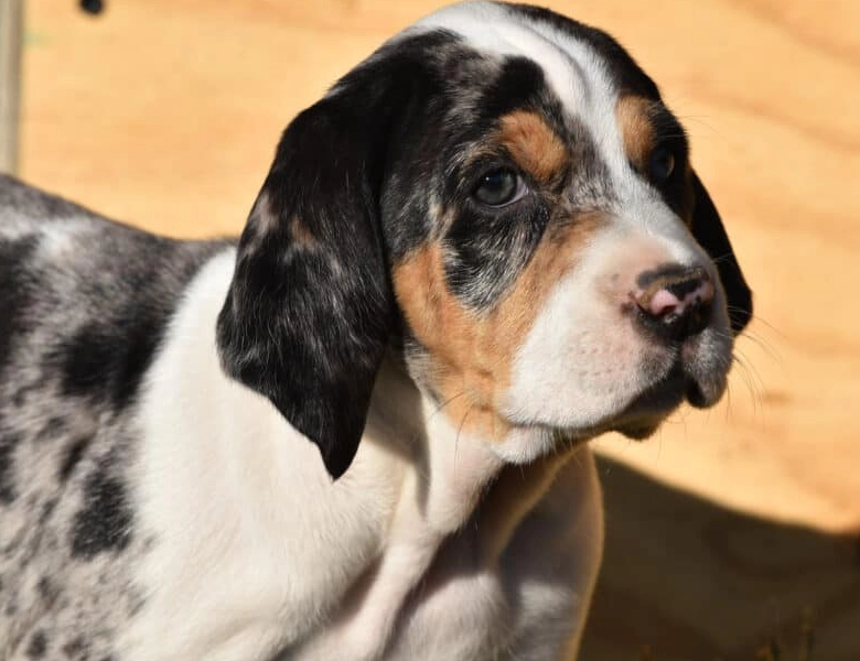 American Leopard Hound
