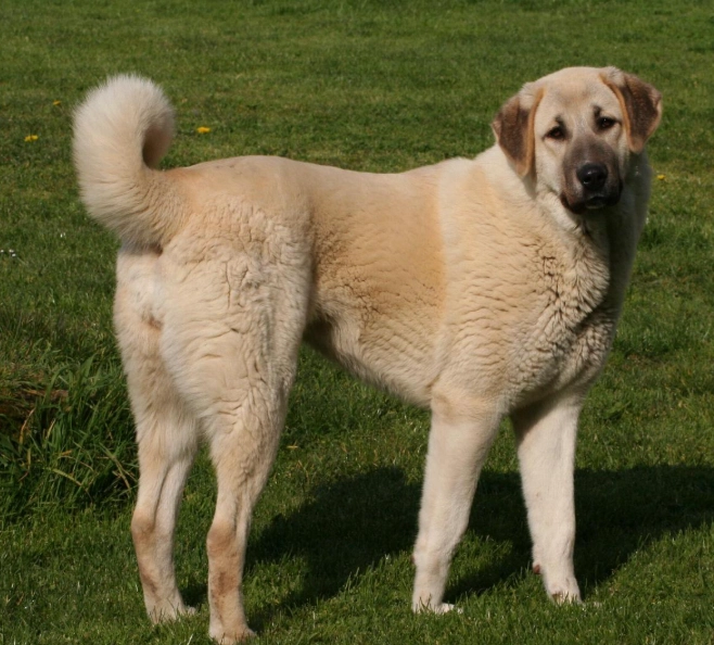 training an Anatolian Shepherd