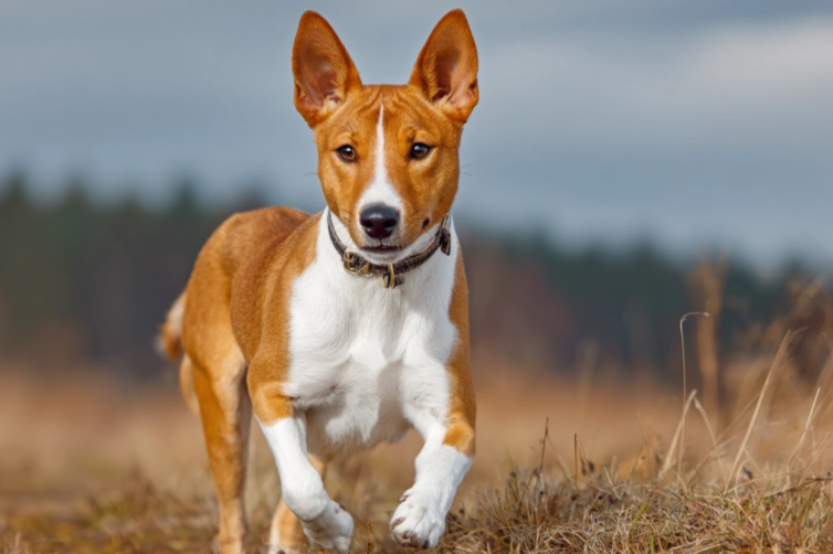 Basenji yodel sound Basenji yodel sound