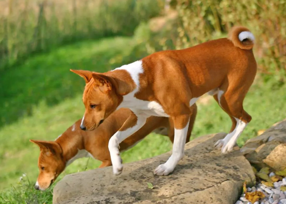 Basenji barking