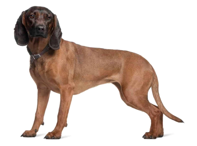 Bavarian Mountain Hound coat patterns