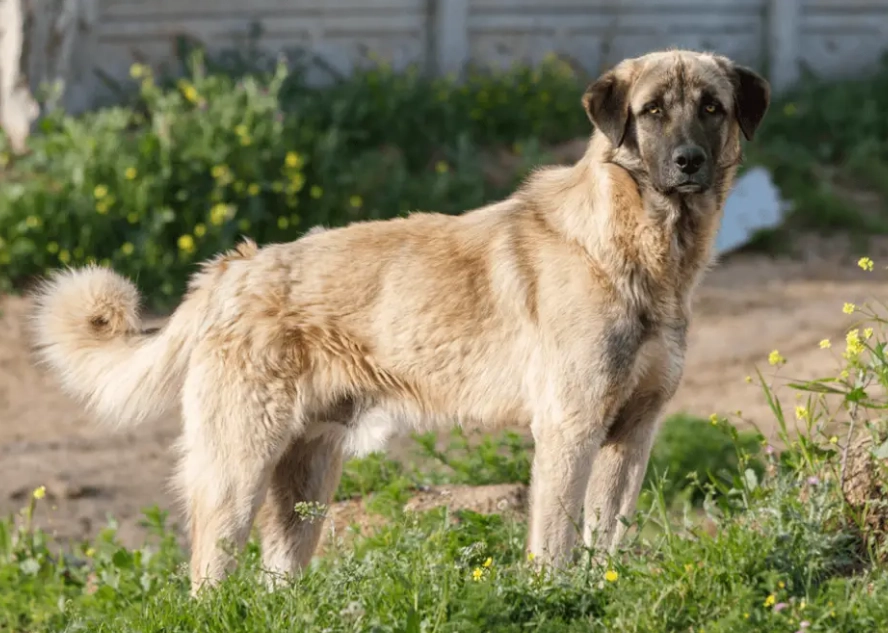 Anatolian Shepherd bite strength