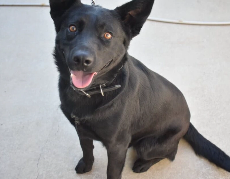 Australian Kelpie mix