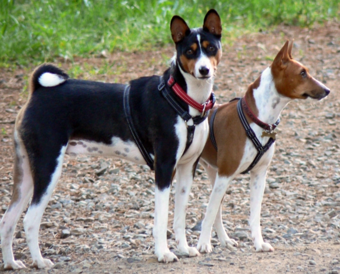 Basenji barkless dog Basenji barkless dog