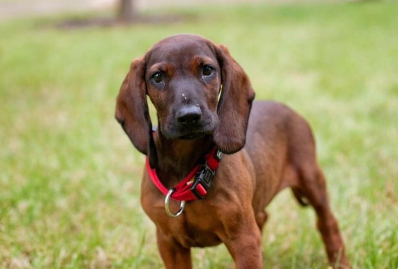 Bavarian Mountain Scenthound