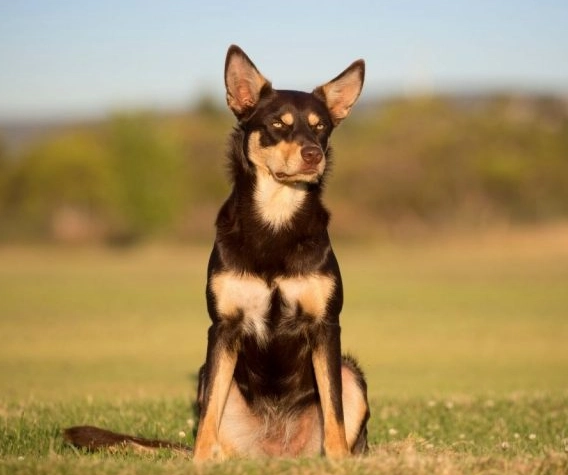 Australian Kelpie mix traits