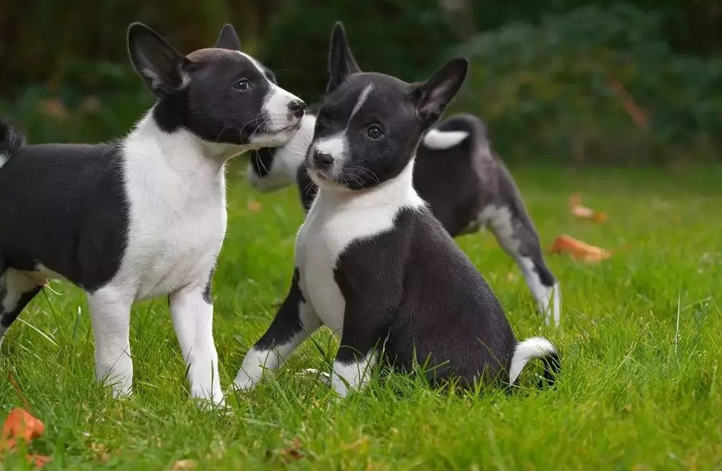 Basenji barkless dog
