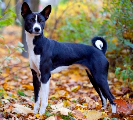 Basenji black dog