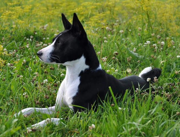 black Basenji breed