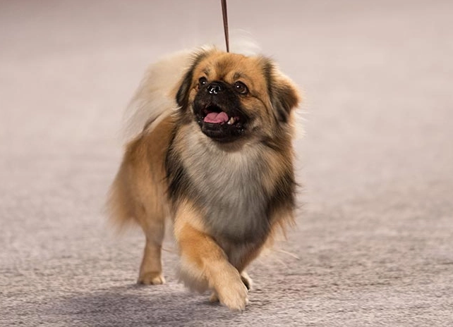 Tibetan Spaniel temperament Tibetan Spaniel temperament