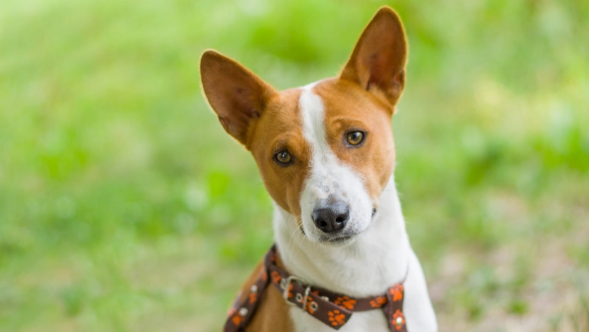 Basenji yodel