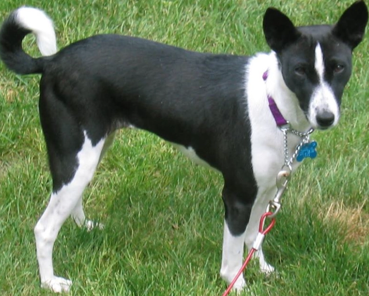 black Basenji breed