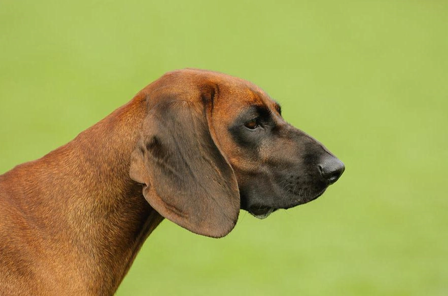 Bavarian Mountain Hound coat patterns
