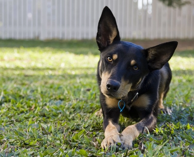 adopting Kelpie mix