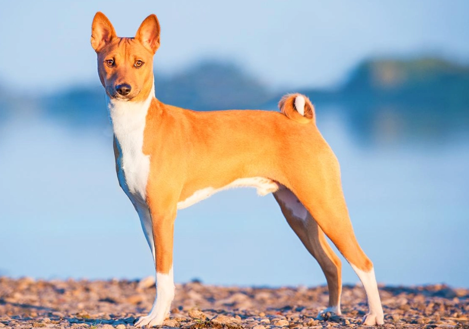 Basenji barking