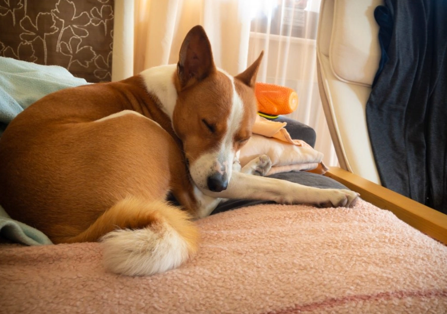 Basenji temperament
