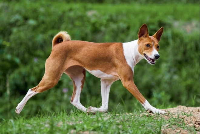 Basenji friendly