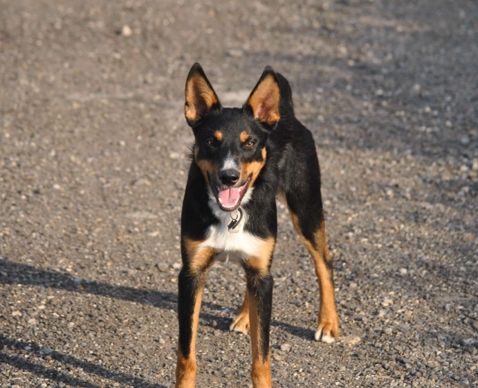 Kelpie mix care