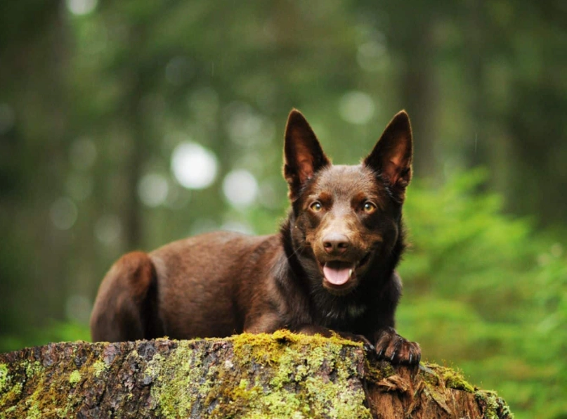 Kelpie mix care