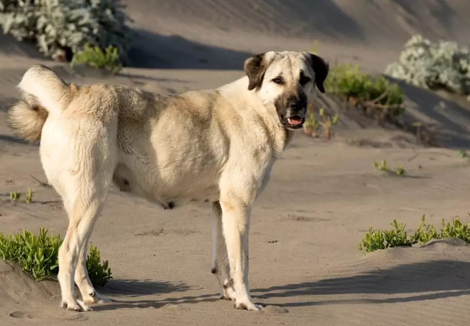 Anatolian Shepherd dog bite