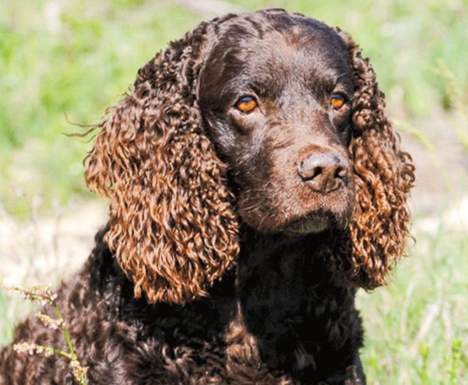 American Water Spaniel temperament