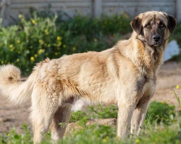 are Anatolian Shepherds good family dogs